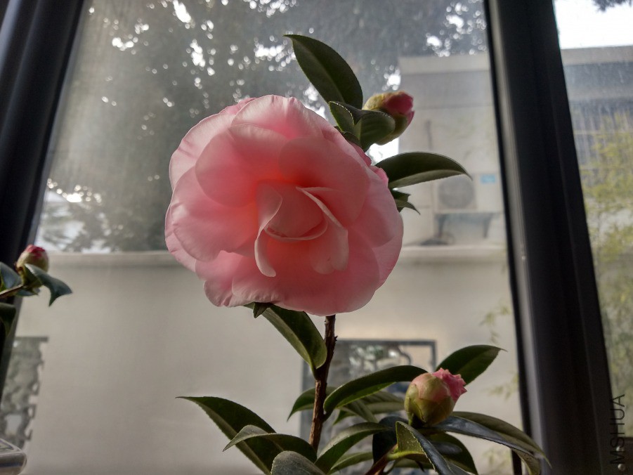 IMG_20190304_072945.jpg