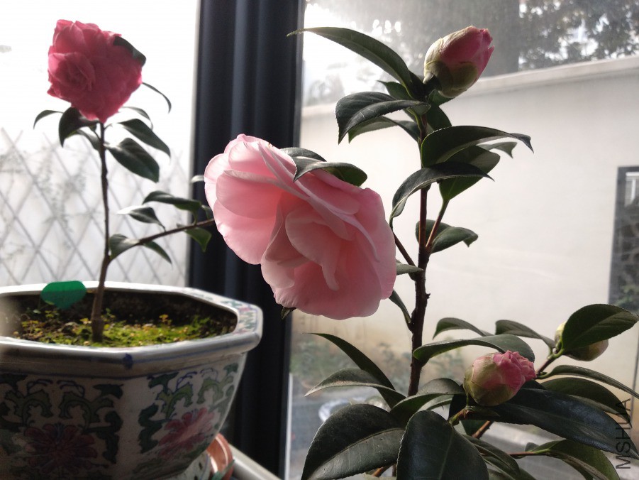 IMG_20190304_073035.jpg
