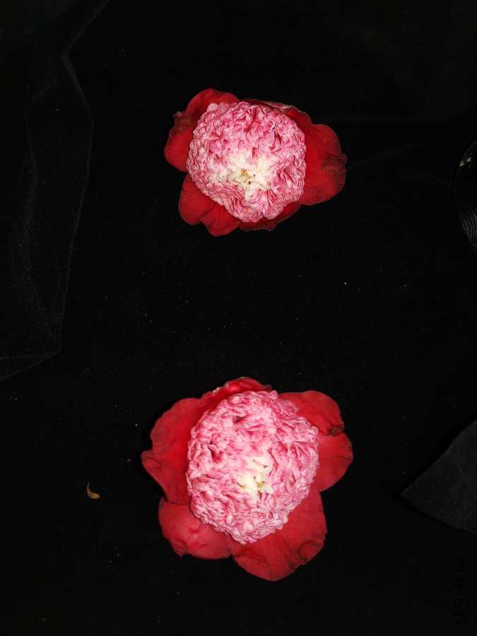 IMG_20190304_142133.jpg