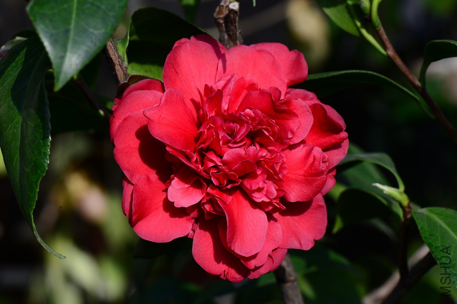 DSC_0280.JPG