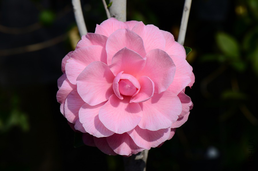 DSC_0315.JPG