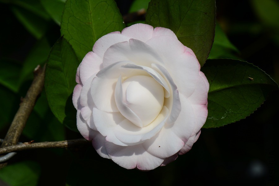 DSC_0324.JPG