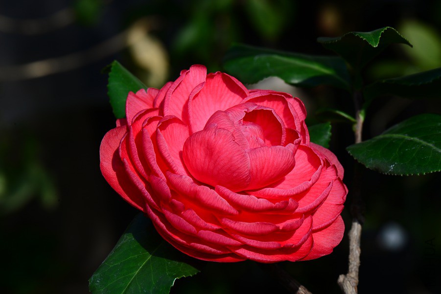 DSC_0330.JPG