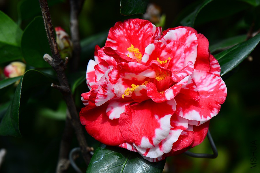 DSC_0607.JPG