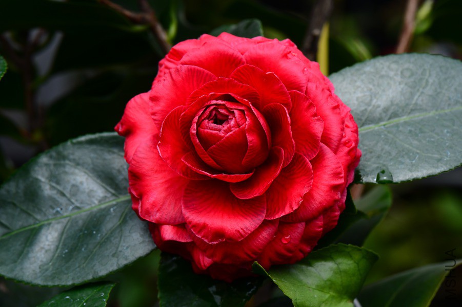 DSC_0645.JPG