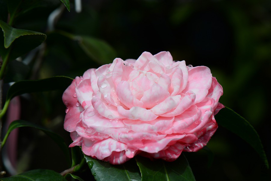 DSC_0667.JPG