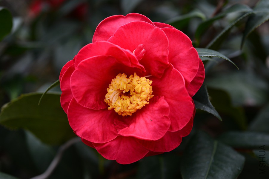 DSC_7709.JPG