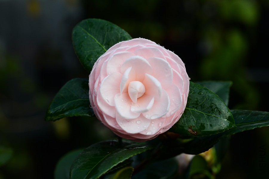 DSC_7738.JPG