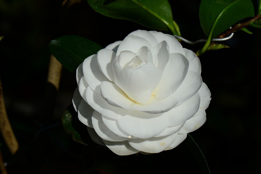 DSC_0476.JPG