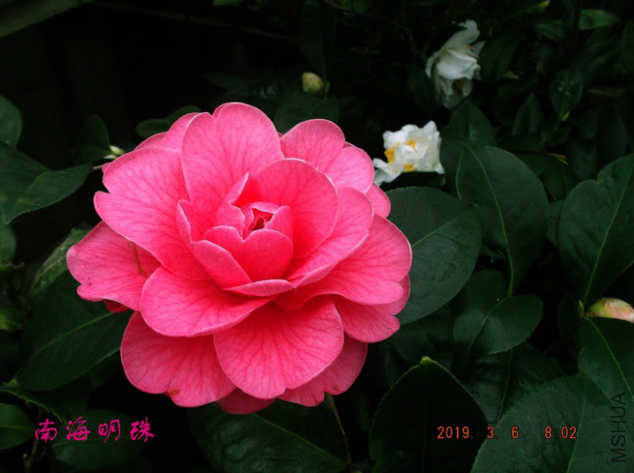2019-3-6jx 016 ����w.jpg