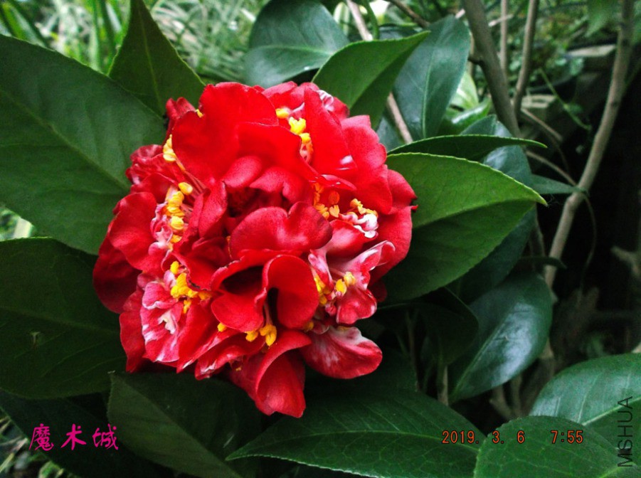 2019-3-6jx 001 ����w.jpg