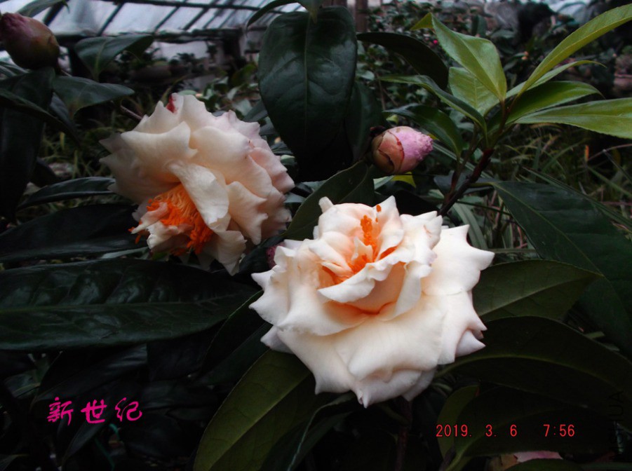 2019-3-6jx 003 ����w.jpg