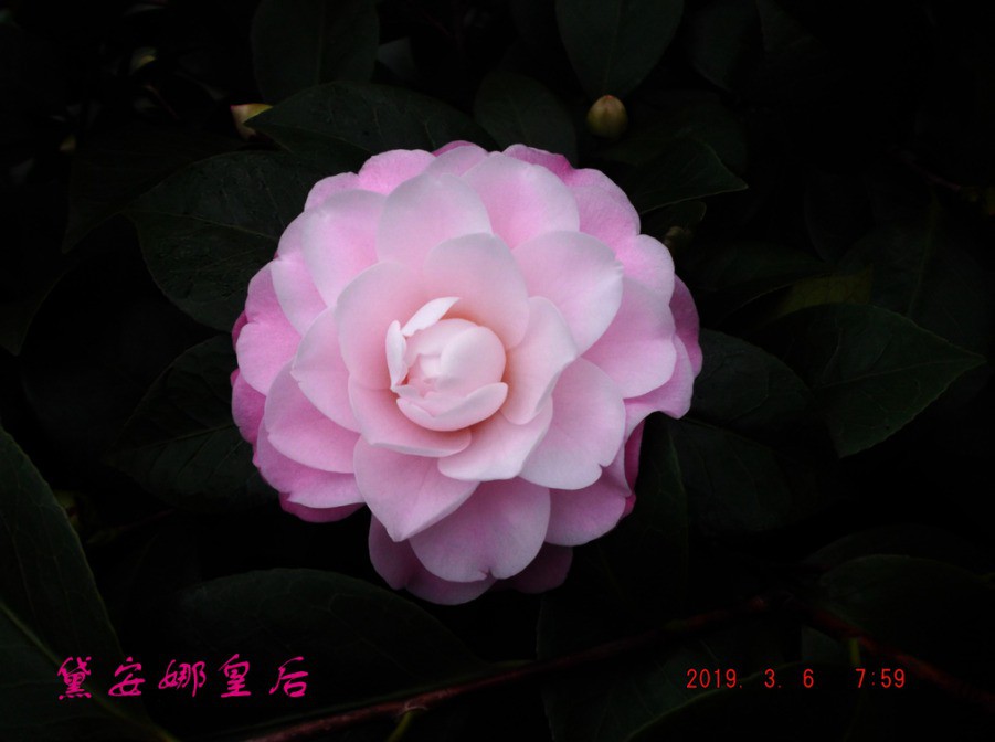 2019-3-6jx 010 ����w.jpg