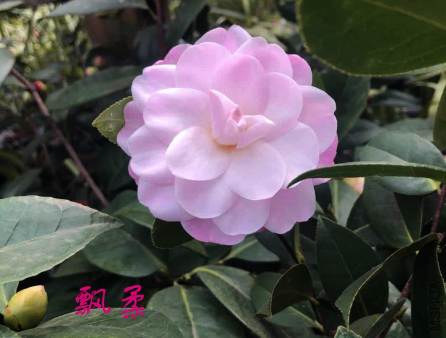 20190307174515.jpg ����.jpg