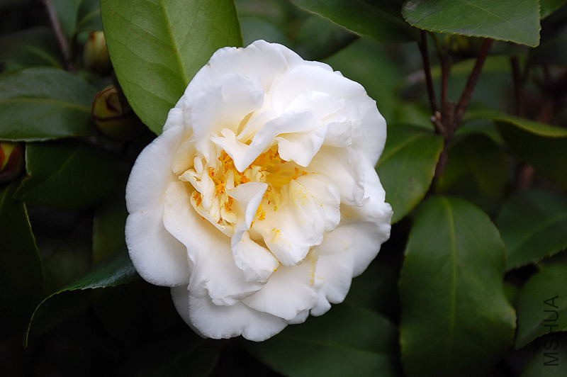 DSC_06230554.JPG
