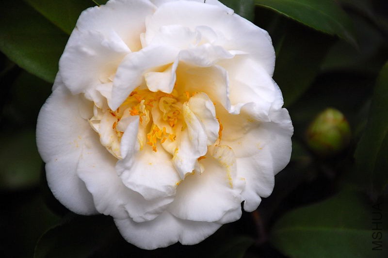DSC_06080539.JPG