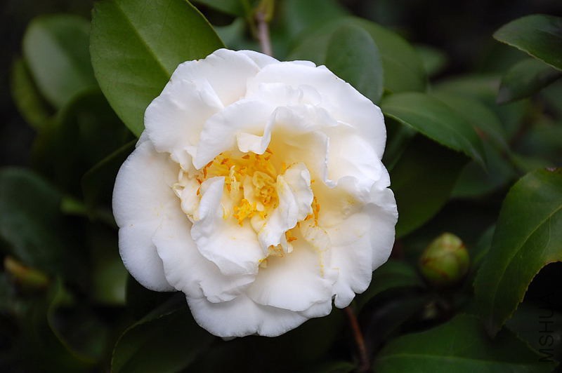 DSC_06270558.JPG