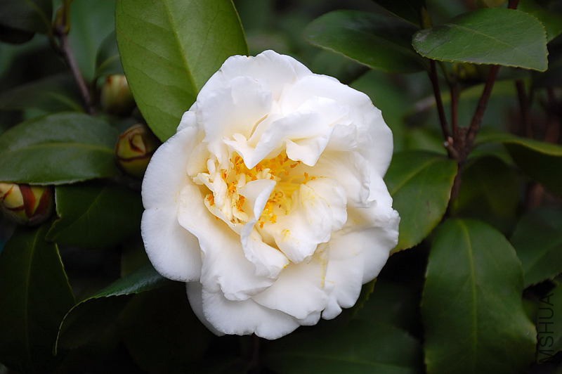 DSC_06200551.JPG