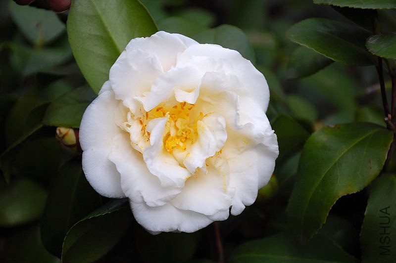 DSC_06240555.JPG