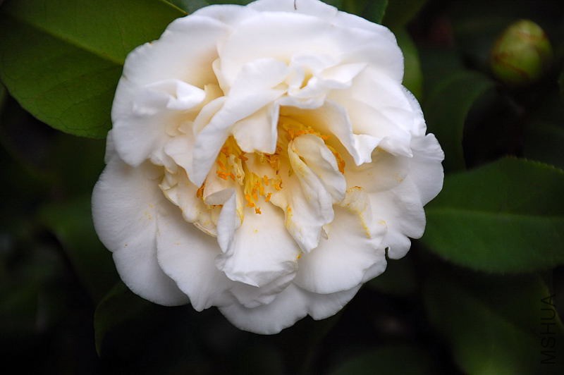 DSC_06150546.JPG