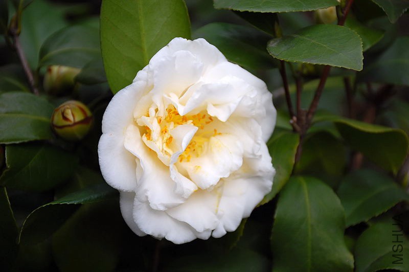 DSC_06220553.JPG