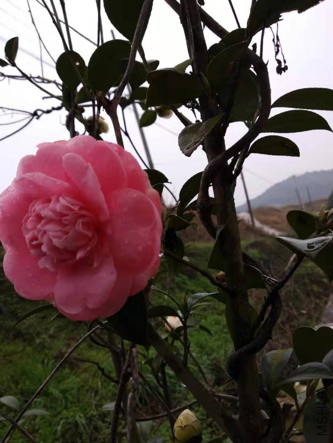 WeChat Image_20190309162624.jpg