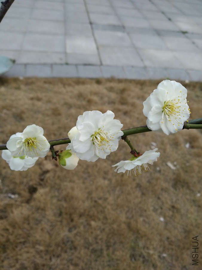IMG_20190309_162116.jpg