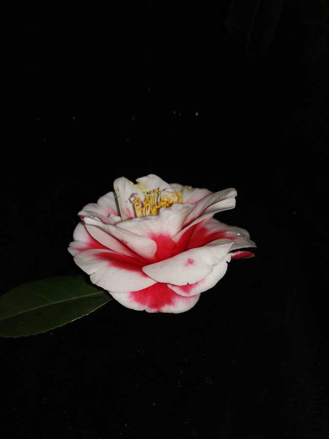 IMG_20190309_164421.jpg