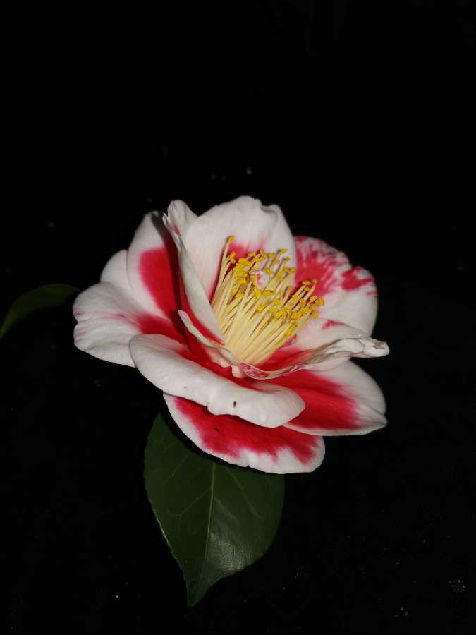 IMG_20190309_164406.jpg