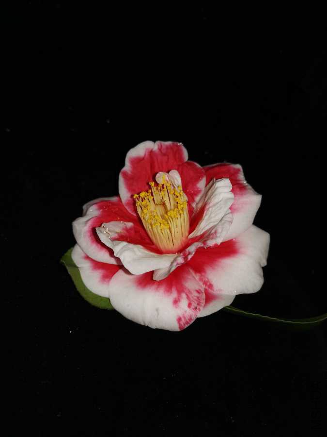 IMG_20190309_164341.jpg