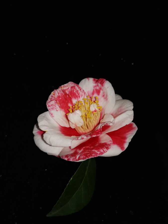 IMG_20190309_164323.jpg