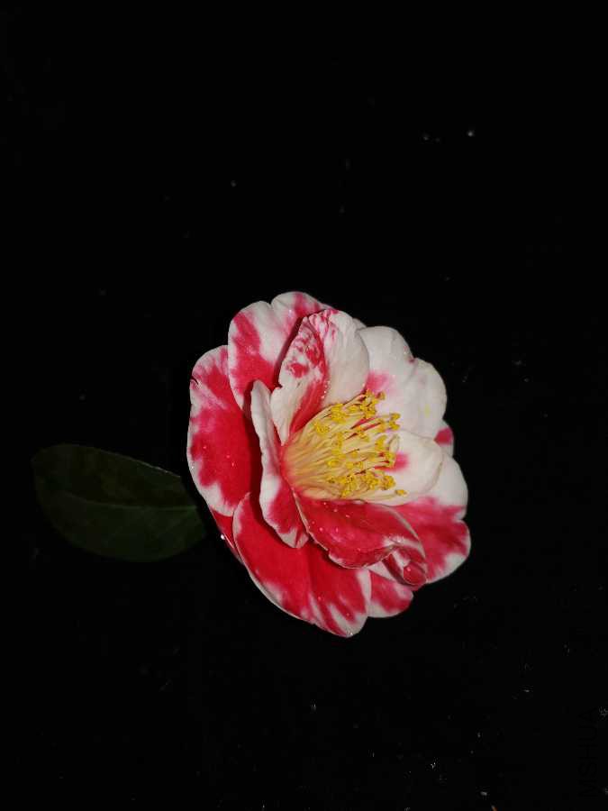 IMG_20190309_164311.jpg