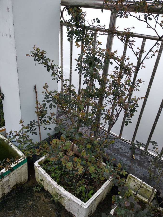 IMG_20190310_095704.jpg