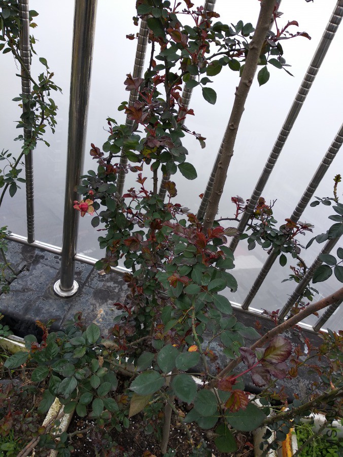 IMG_20190310_095649.jpg