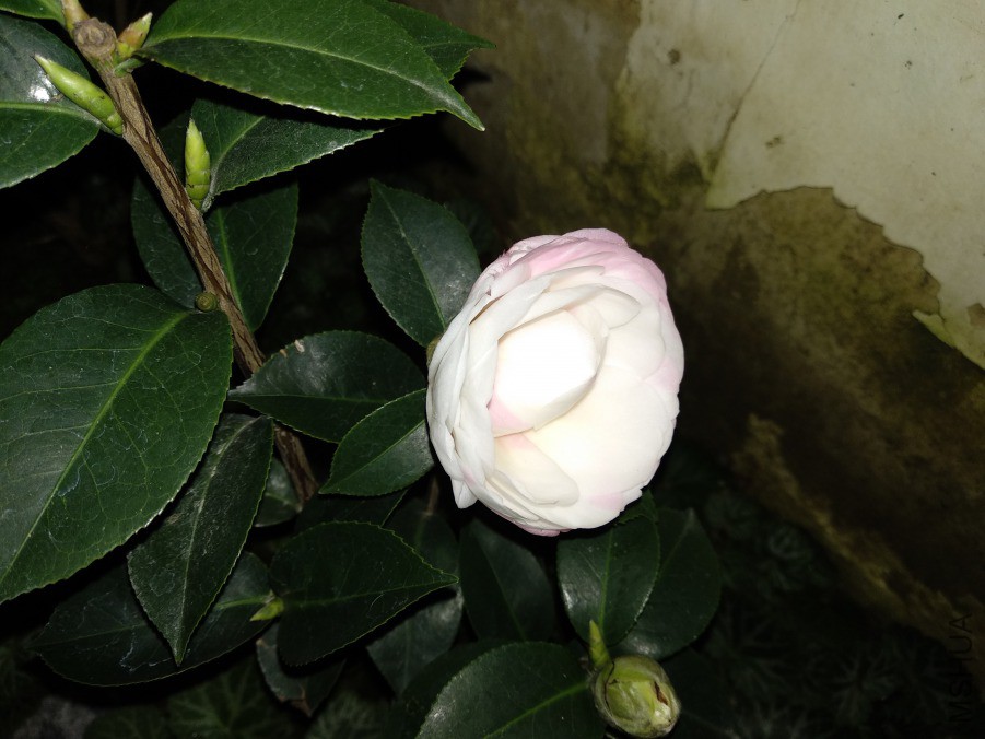 IMG_20190310_204504.jpg