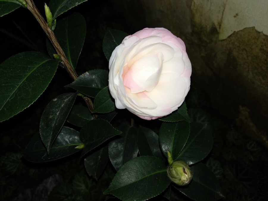 IMG_20190310_204403.jpg