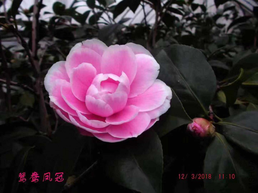 ΢��ͼƬ_20190311082410.jpg