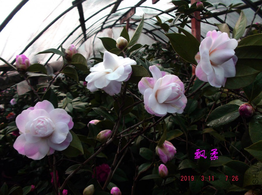 2019-3-11jx 028 ����w.jpg