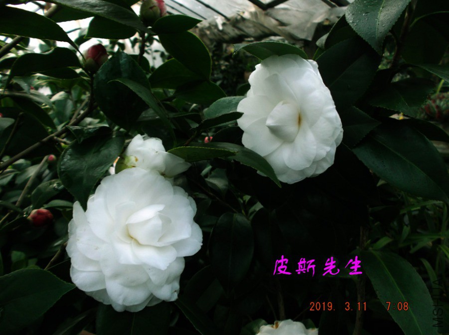 2019-3-11jx 008 ����w.jpg