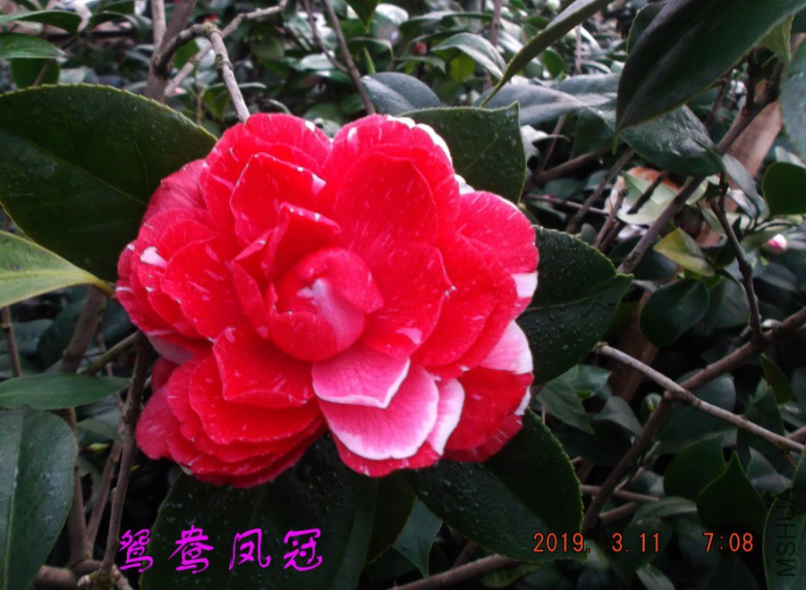 2019-3-11jx 010 ����w.jpg