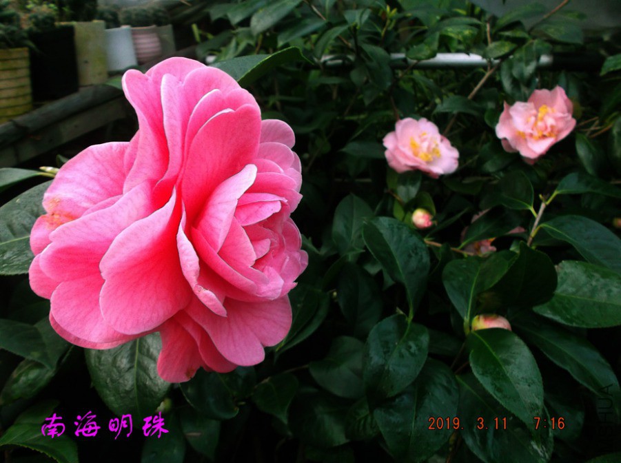 2019-3-11jx 019 ����w.jpg