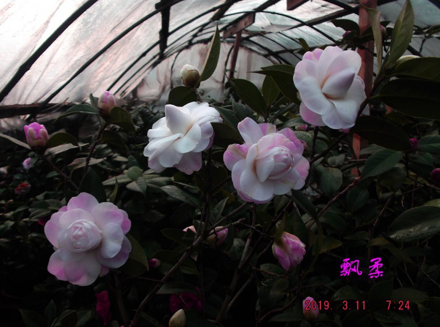 2019-3-11jx 026 ����w.jpg