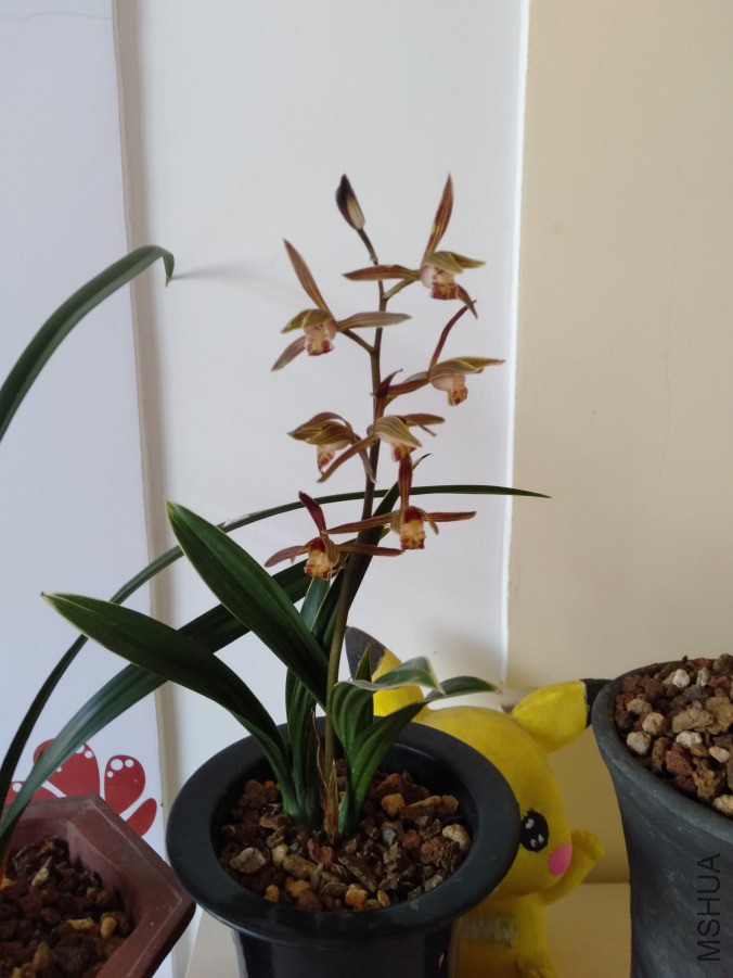 IMG20190311081641.jpg