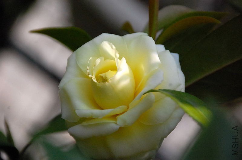 DSC_39830591.JPG