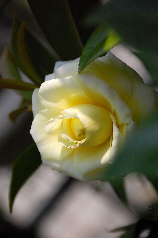 DSC_39820590.JPG