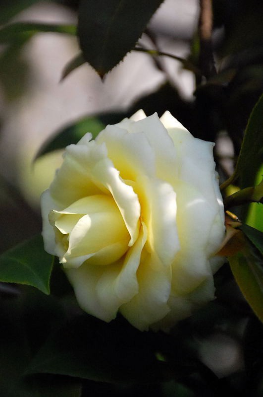 DSC_39760584.JPG