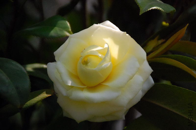 DSC_39680576.JPG
