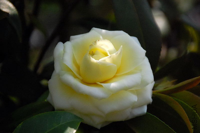 DSC_39700578.JPG