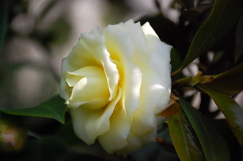 DSC_39720580.JPG