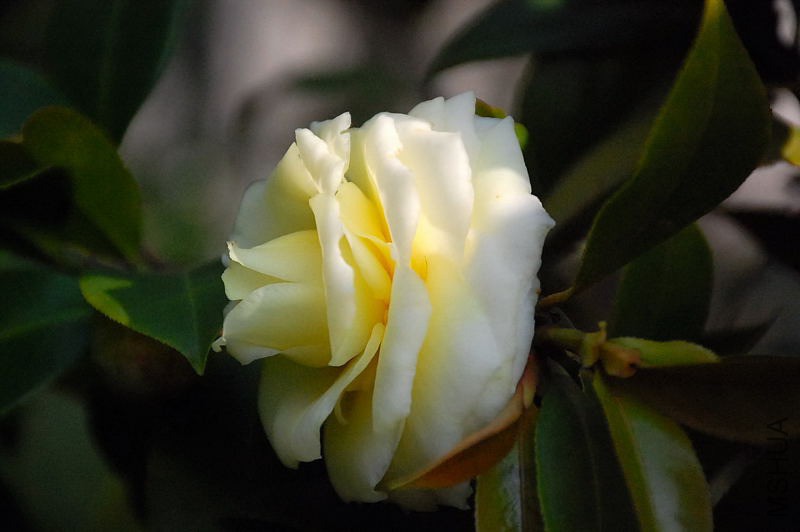 DSC_39750583.JPG
